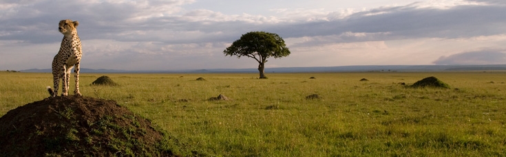 African Wisdom for Trading Vision