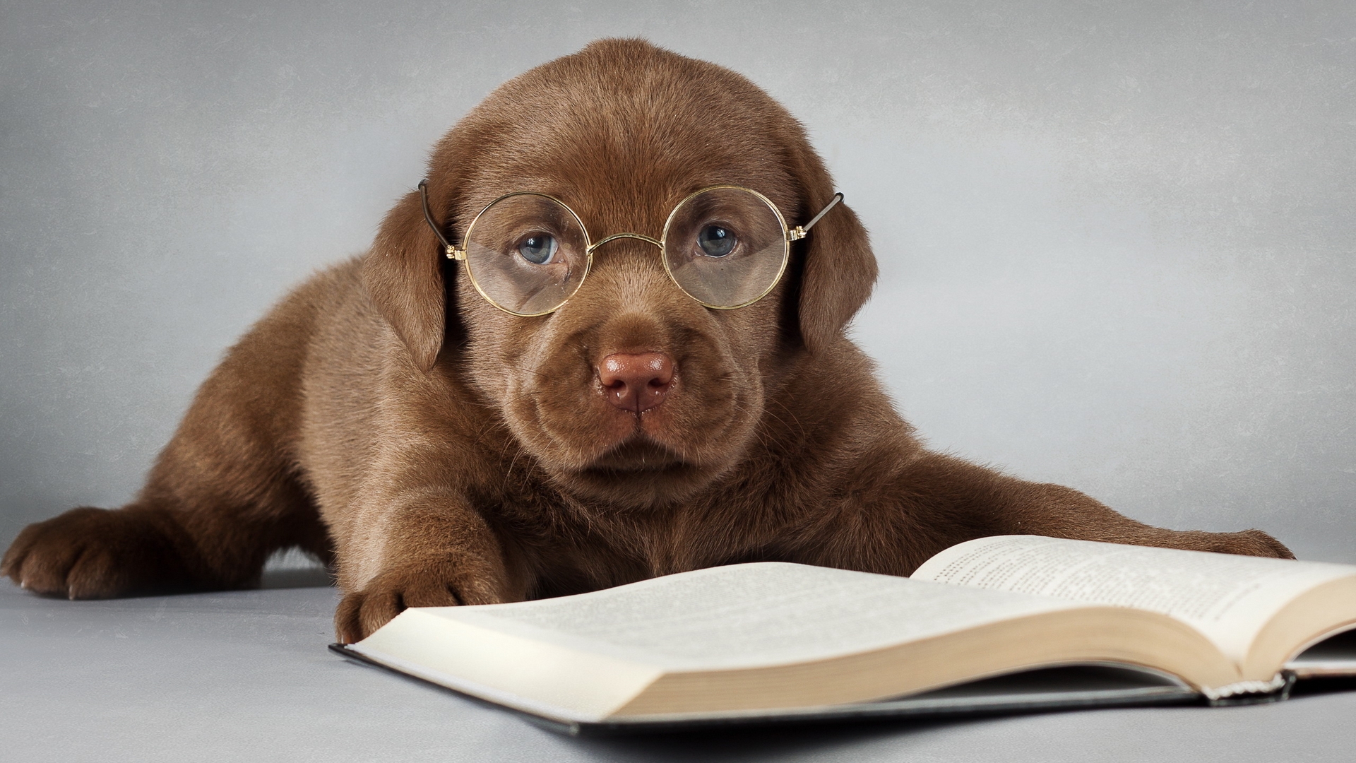 Top Dog Trading
