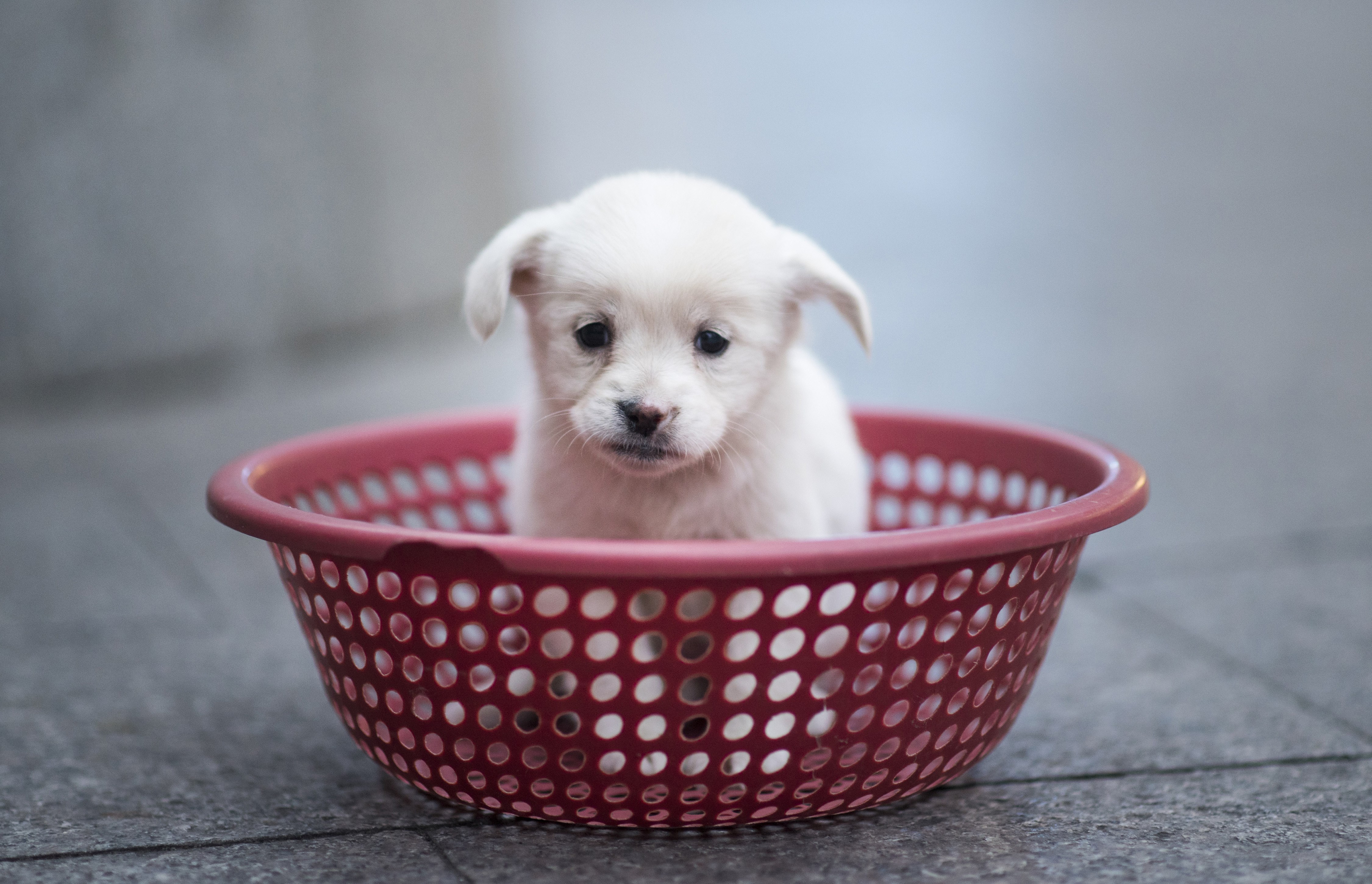 TOP DOG TWO