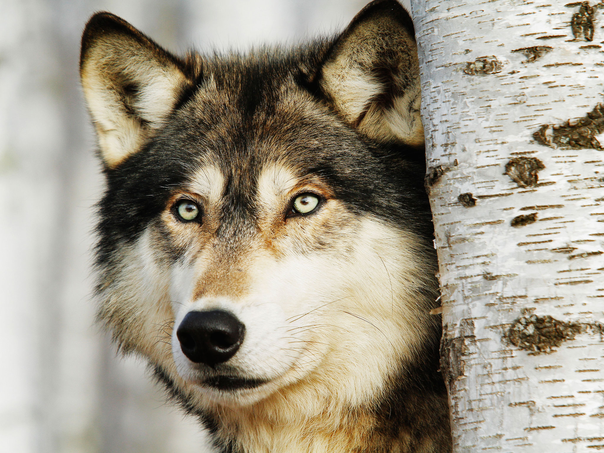Wolves on Wall Street