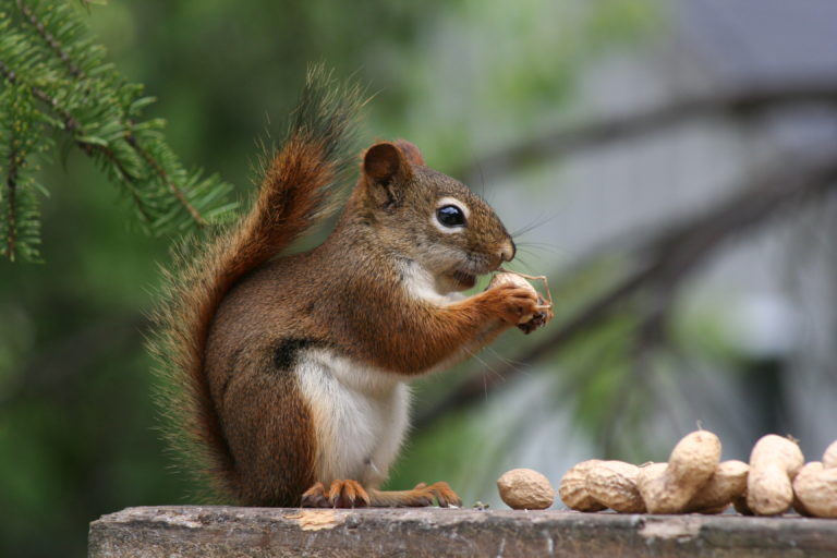 Trading Nut